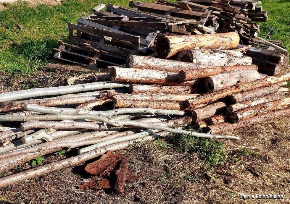 Zatrzymali sprawców kradzieży drewna