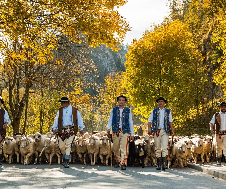 Jesienny redyk w Szczawnicy - wielkie gralskie wito z setkami owiec na ulicach zachwyca turystw